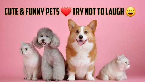 Funny & Cute Pets I Try Not To Laugh To These Pets Compilation