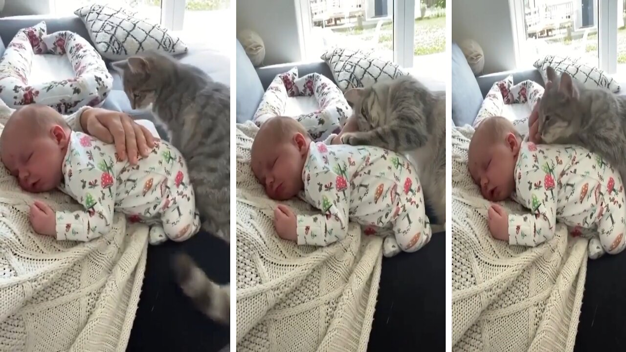 Little baby and cat love.
