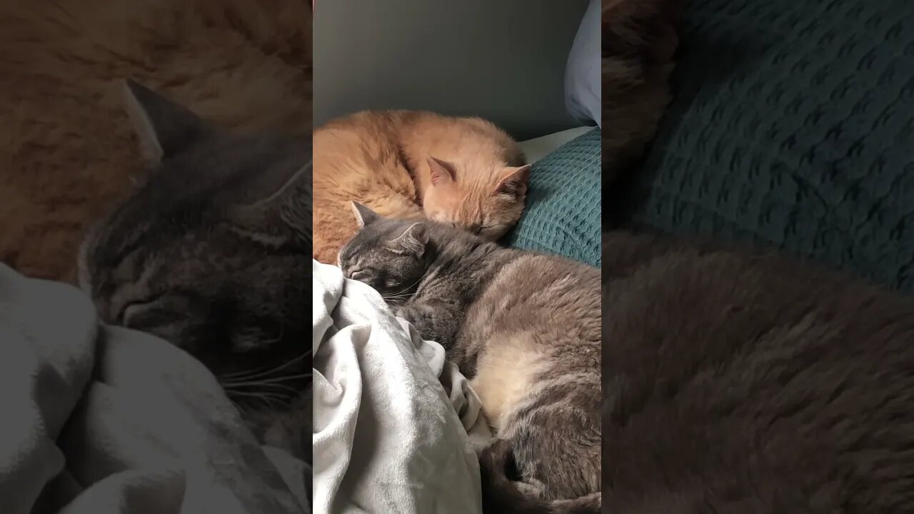 Cats snuggled on the bed 💕