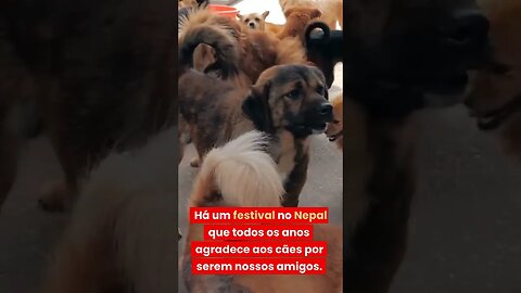 Voce sabia? Festival de adoração a cães do Nepal