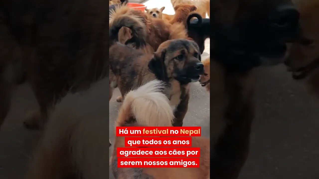 Voce sabia? Festival de adoração a cães do Nepal