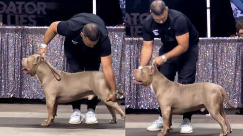 Man Fixes Majestic Pit Bull For Dog Show!🥹