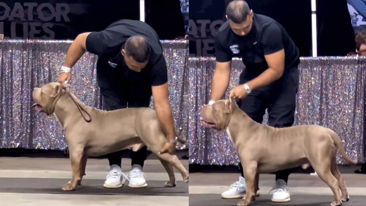 Man Fixes Majestic Pit Bull For Dog Show!🥹