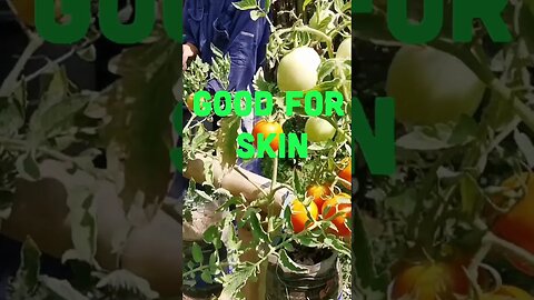 The Amazing Benefits of Tomatoes You've Never Heard Of! #shorts