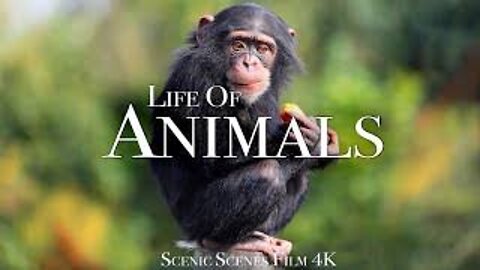 Animals Of The World 4K - Scenic Wildlife Film With Calming Music