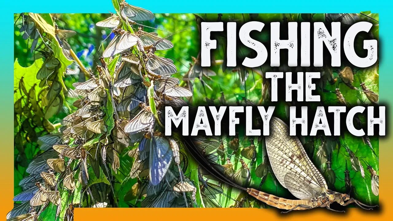 Bass Fishing the MAYFLY HATCH! | Summer Bass Fishing