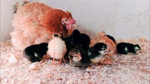 تربية الدجاج البلدي، إستقبال الكتاكيت اليوم الأول🐣
