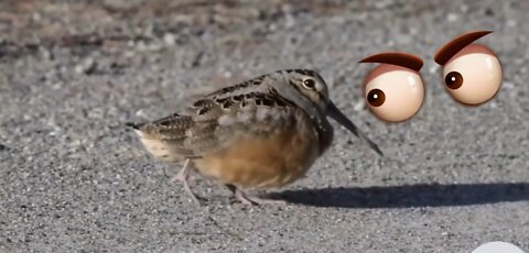 Amazing birds dance