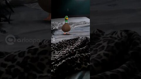 funny duck