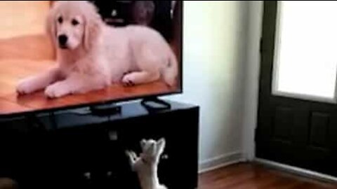Chihuahua quer brincar com os cães da televisão