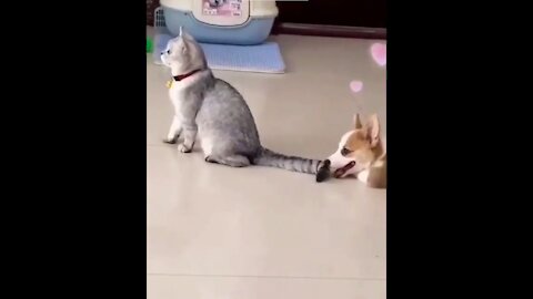 Dog Teasing Cute Cat
