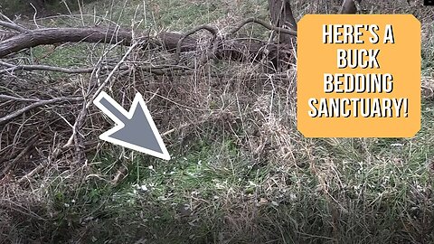 How to recognize a buck's bedding sanctuary