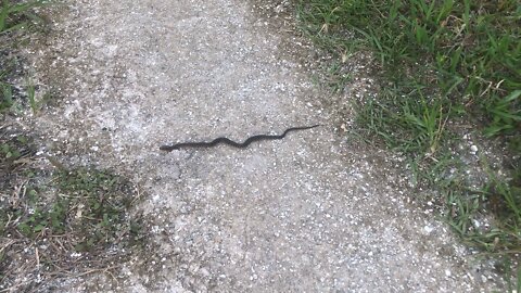 Young snake in Pruitt