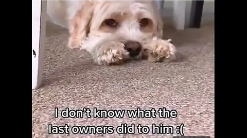 Idont know what the last owners did to him