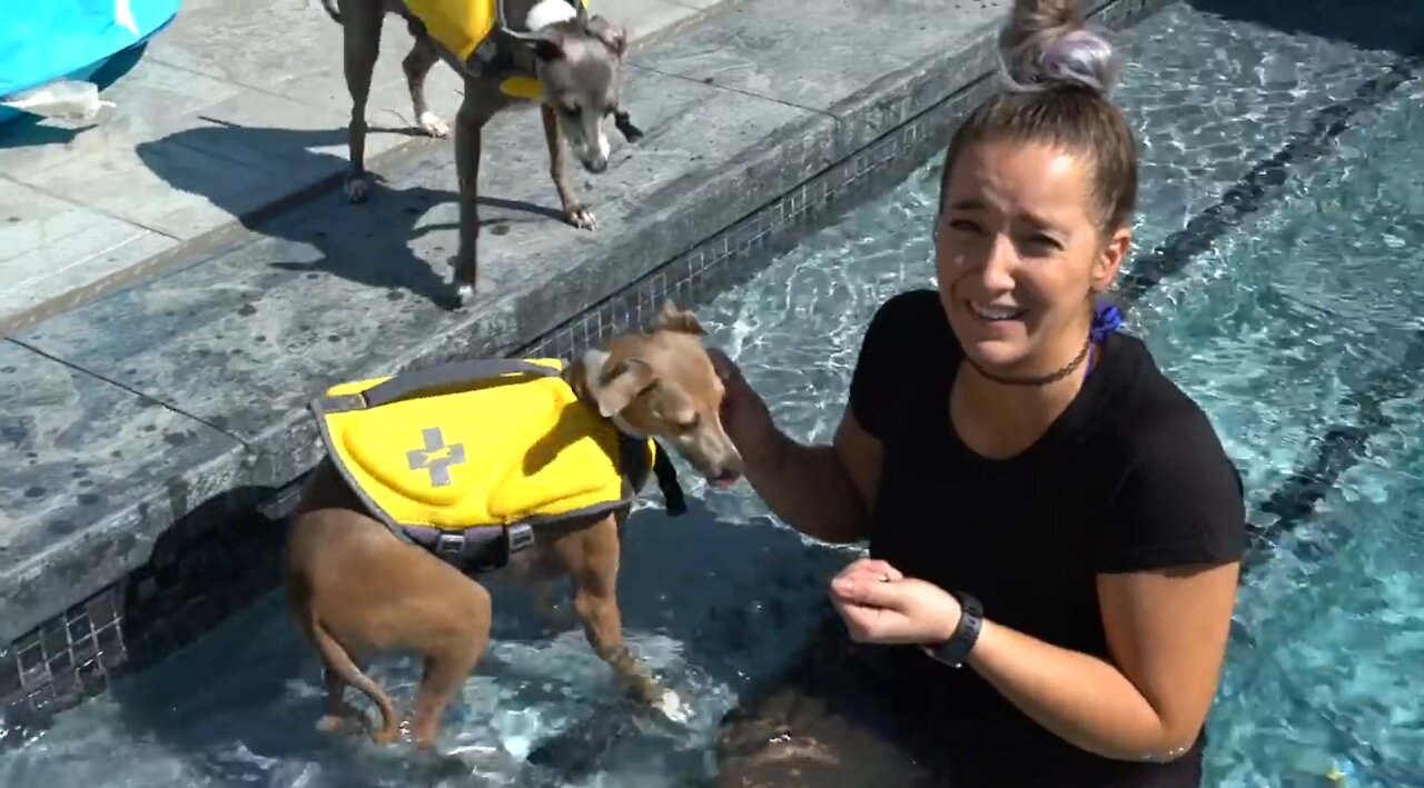 How To Teach Any Dog To Swim Properly