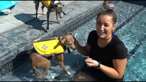 How To Teach Any Dog To Swim Properly