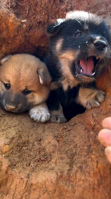 best family childrendogs