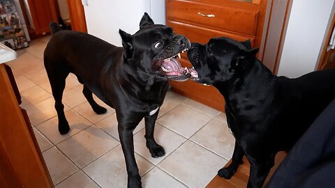 Cane Corso JEALOUSY? Have You Witnessed This Behavior?