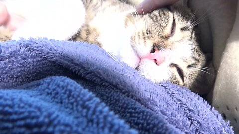 Adorable Purring Baby Cat Sleeps on Mom's Belly
