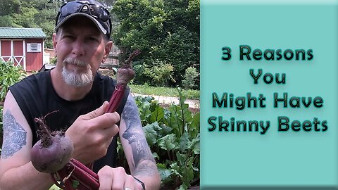 3 Reasons You Might Have Skinny Beets
