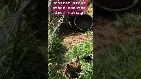 Free range birds managing many roosters