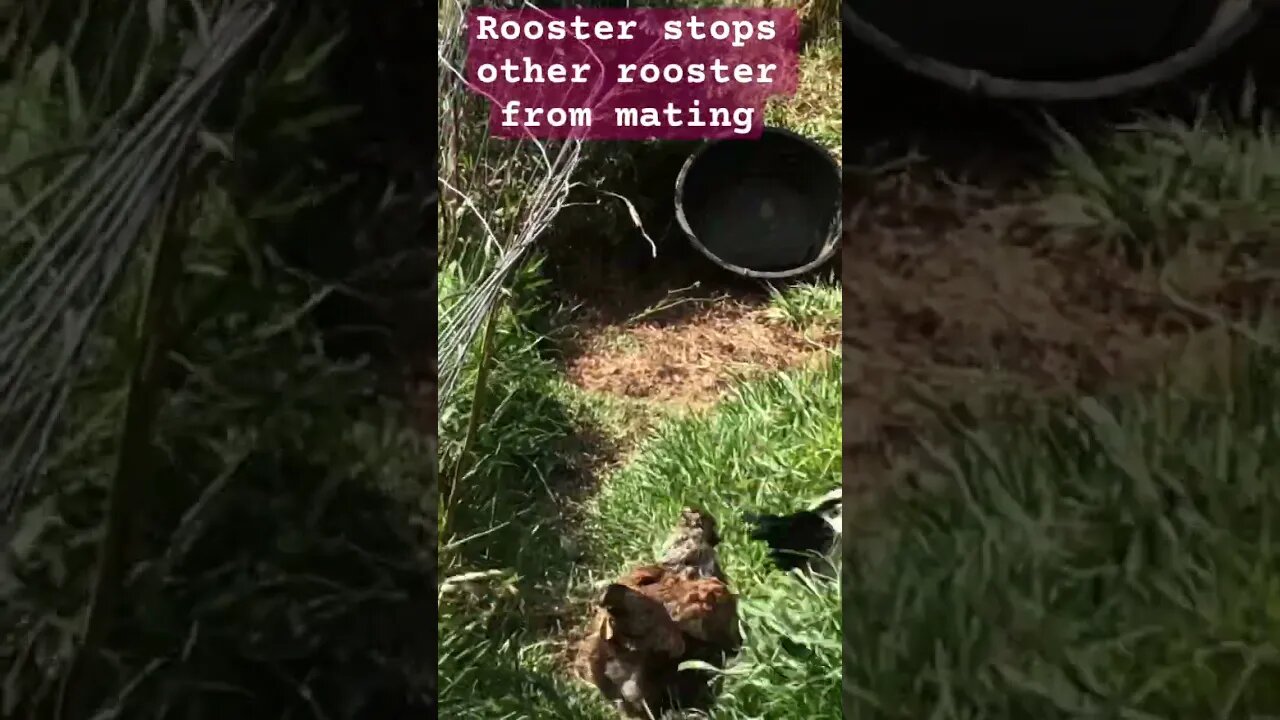 Free range birds managing many roosters