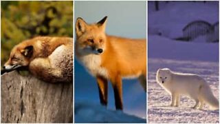 Älykkäät ja ovelat: kettujen ihmeellinen maailma