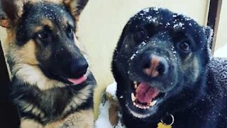 Novo desafio canino só para gulosos!