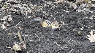 Simon the Chipmunk