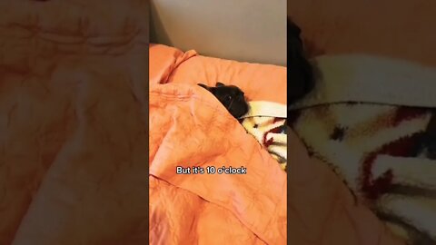 I’m snoozin 😴 #shorts #shortsfeed #clips #shortvideo