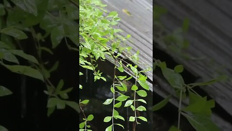 Heavy Rain #stressrelief #rainsounds #sleepsounds
