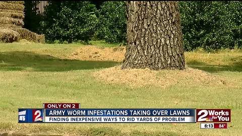 Army worms browning lawns across Tulsa