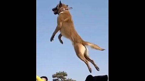 Battle of the barks