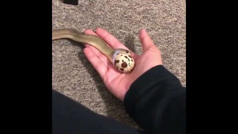 Egg eating snakes don't have teeth Instead, they have sharp blade like projections on their vertebr