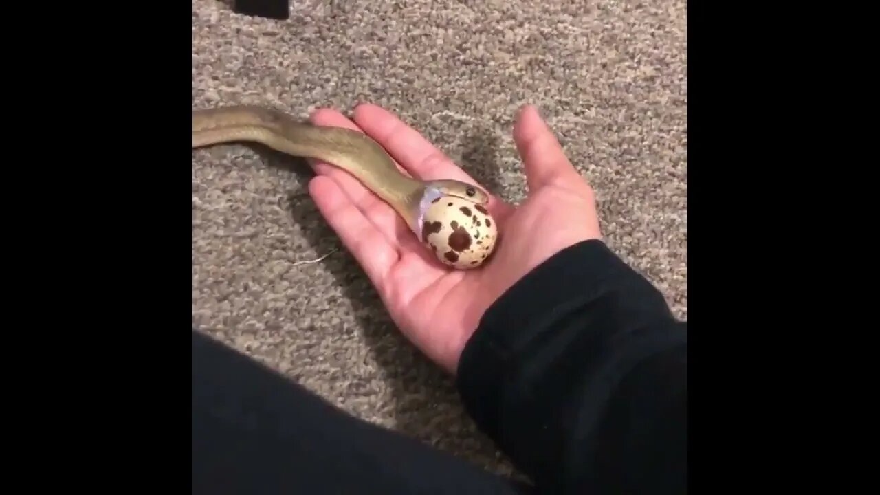Egg eating snakes don't have teeth Instead, they have sharp blade like projections on their vertebr