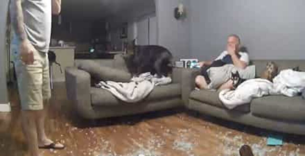 Ce dobermann saute sur le canapé et casse la table