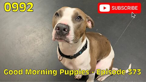 [0992] GOOD MORNING PUPPIES - EPISODE 373 [#dogs #doggos #doggos #puppies #dogdaycare]