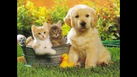 BEST ANIMALS Funny