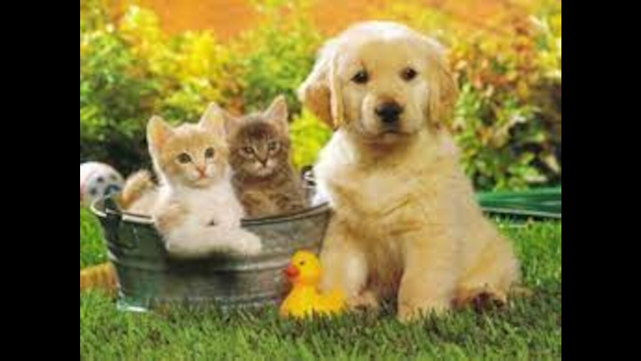 BEST ANIMALS Funny