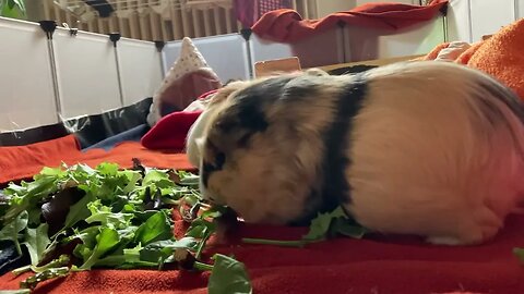 Guinea piggies being just themselves