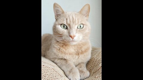 A cat brother was torn naked clothes story