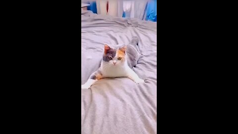 #funnyanimals #cuteanimals