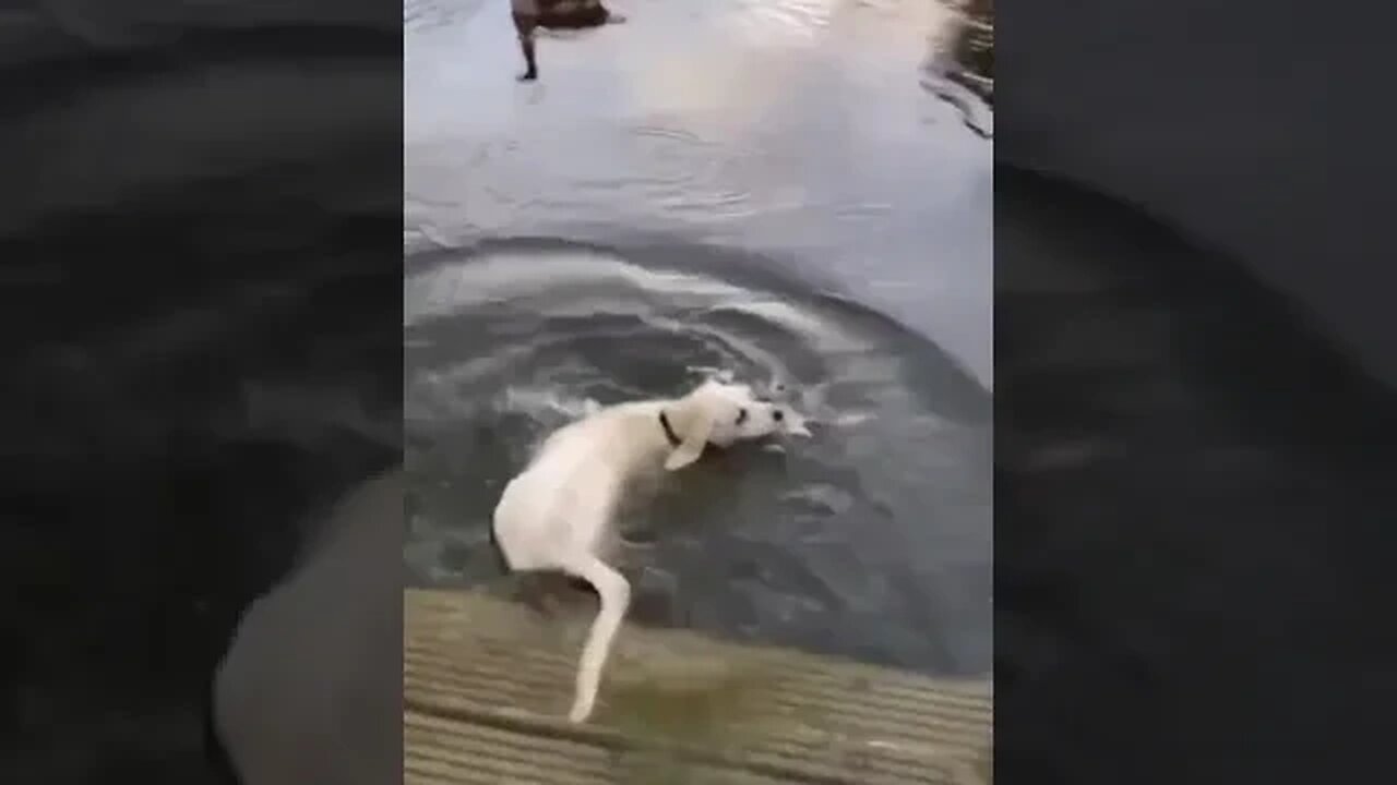 Dog fell into the lake water very funny moments #doglover #dogsfunnyvideo #Petsandwild