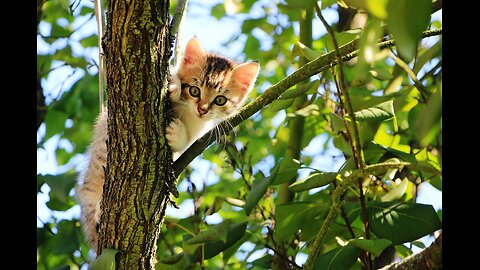 Funny animals