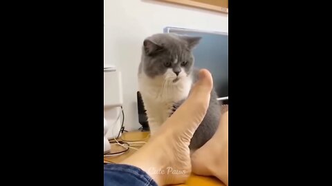 wonderful moment in the cat