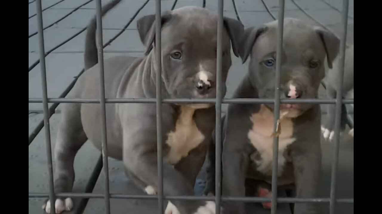 Beautiful American Pitbull Puppies