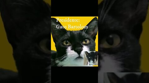 Gato Bartolomeu Tunico para Presidente do Brasil 😸😸