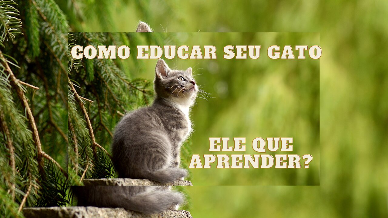 Como Treinar Seu Gato!!! (O GUIA COMPLETO)