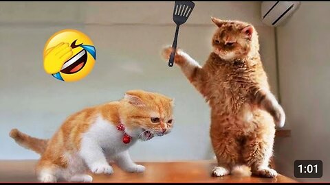 Funniest animals videos