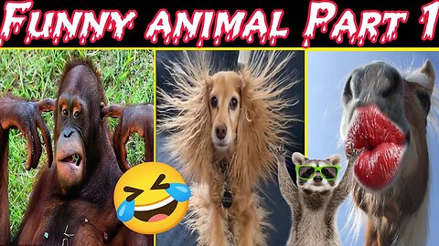 Funny animal dog and cat comedy